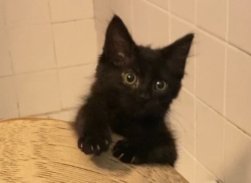 Bennie Soot