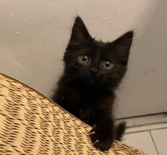 Bennie Soot