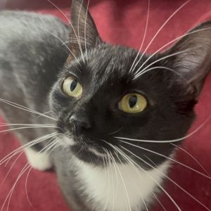 Beverly 17C25, Young Female Domestic Short Hair