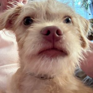 Snickers About me Im the most handsome small terrier mix youll ever see Im a young puppy found 