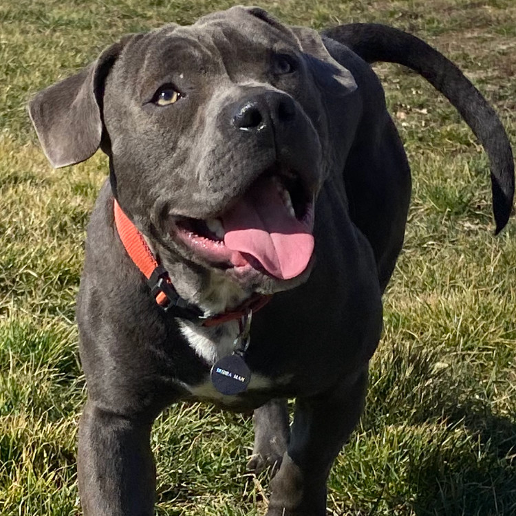 Dozer, an adoptable Pit Bull Terrier, Mixed Breed in Benton City, WA, 99320 | Photo Image 1