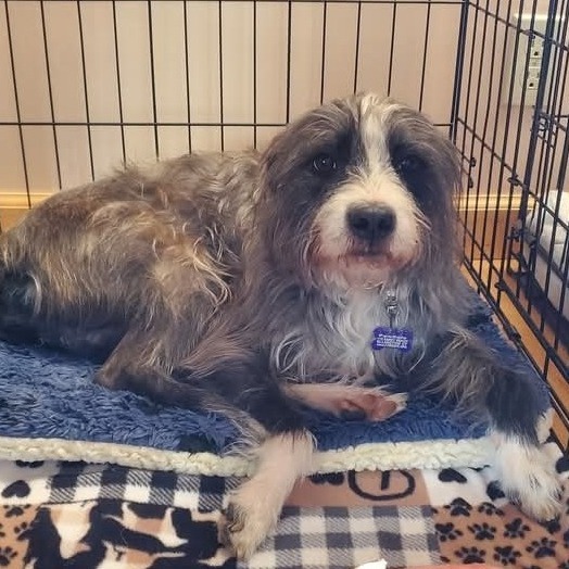 CT Thorne (foster in Stafford CT)