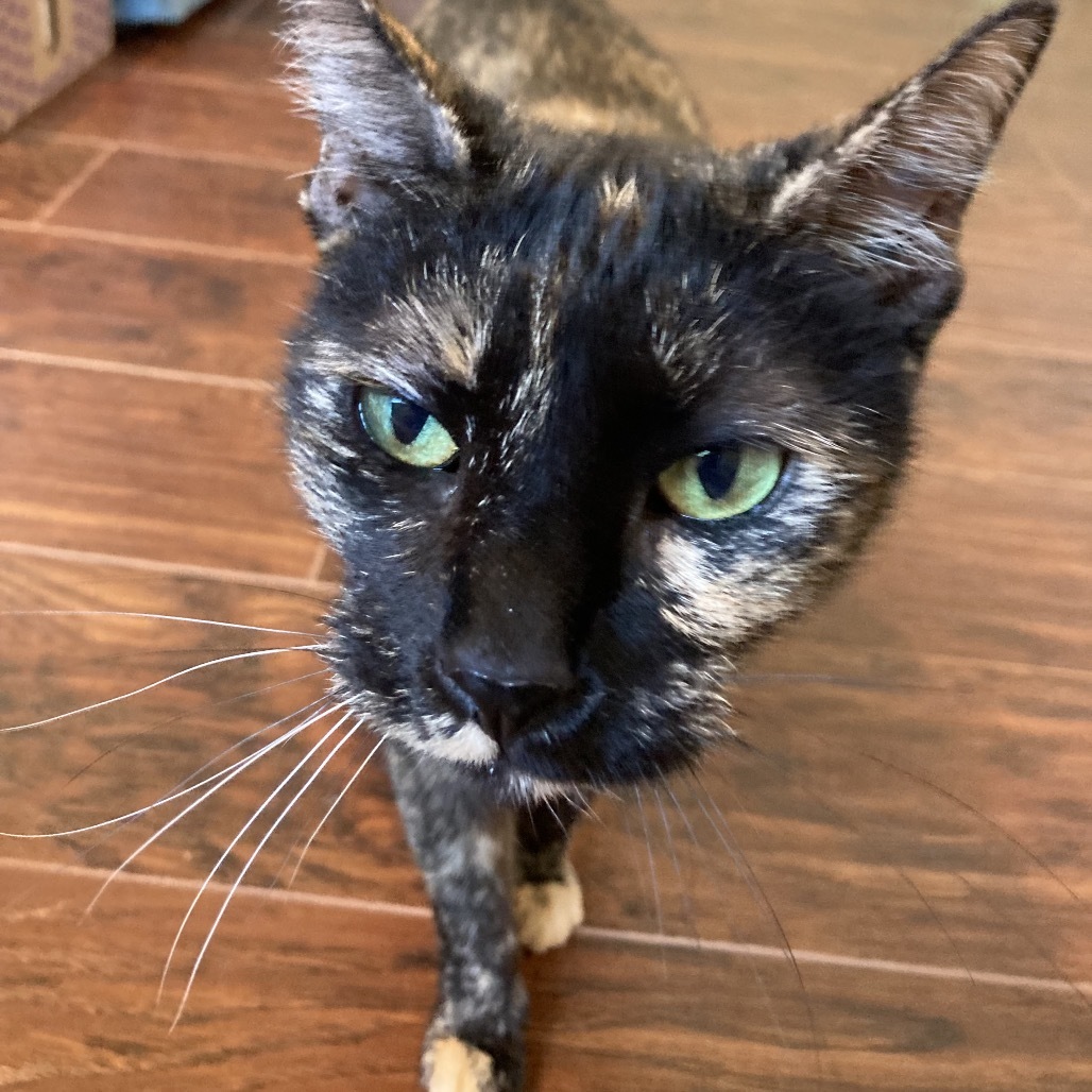 Tasha