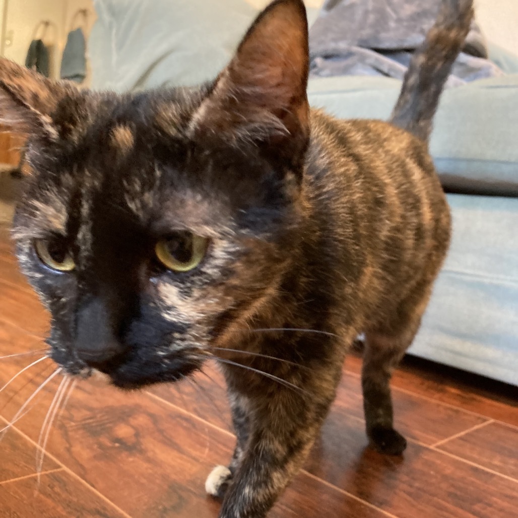 Tasha
