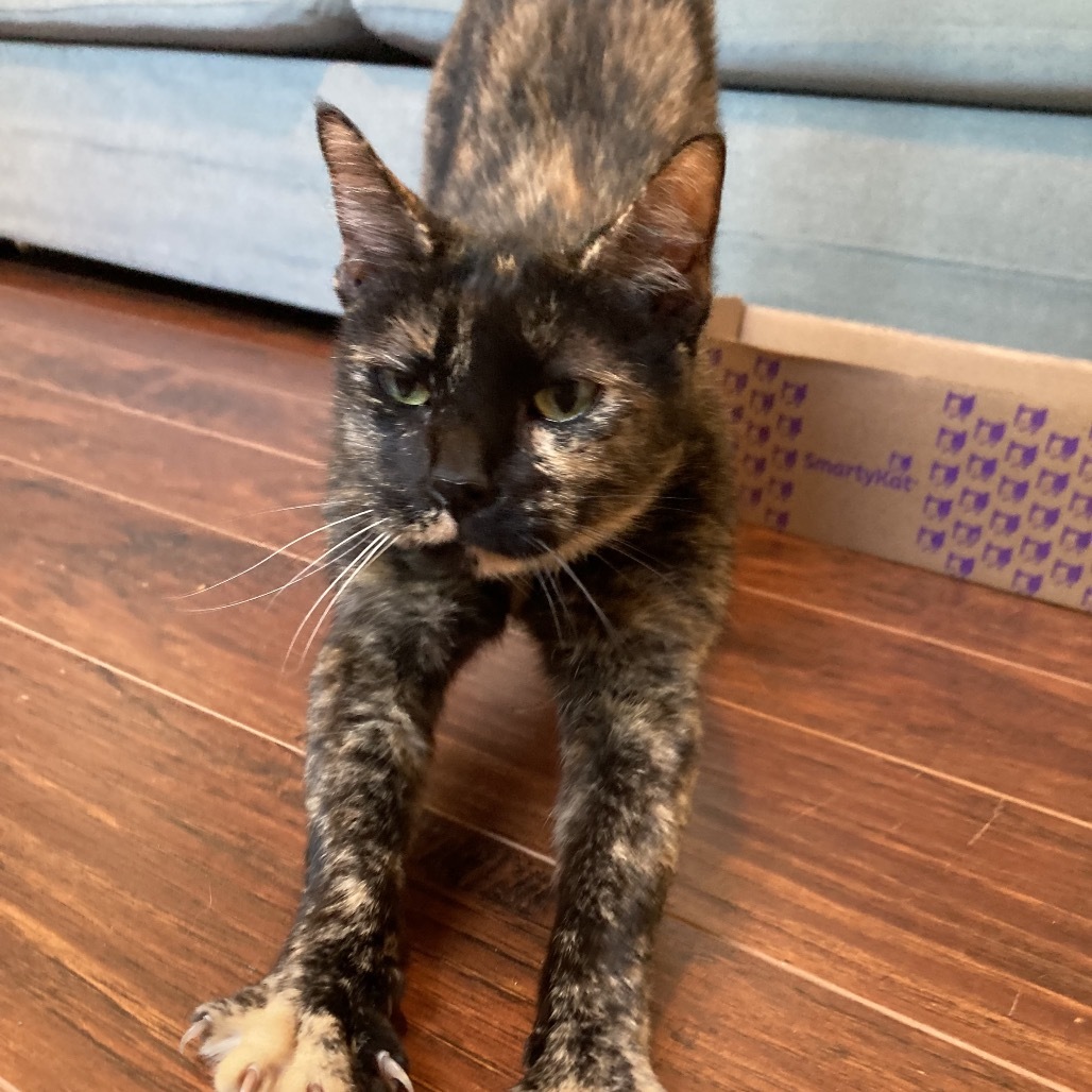 Tasha