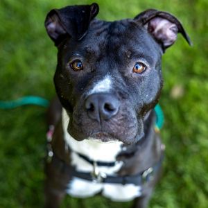 Meadow is one fun pup And shes excited for a fresh start At 2 -years-old Meadow is full of enthu