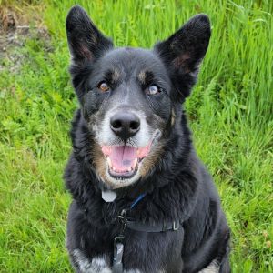 Meet Chinook This fun-loving spunky and smart guy is ready to find his new family At 6-years-old