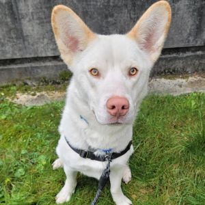 Look at this gorgeous guy Toast is not only handsome on the outside but on the inside too This 1-