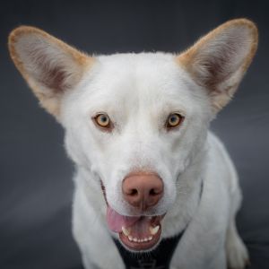 Look at this gorgeous guy Toast is not only handsome on the outside but on the inside too This 1-