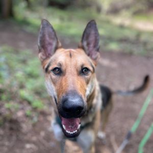 Tall dog fans come meet Ace This 1-year-old German Shepherd mix is tall handsome and tons of fun
