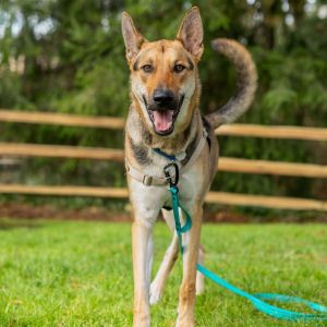 Tall dog fans come meet Ace This 1-year-old German Shepherd mix is tall handsome and tons of fun