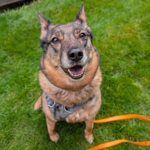 Kaia Bear is one special lady searching for her special family This darling 7-year-old Cattle Dog 