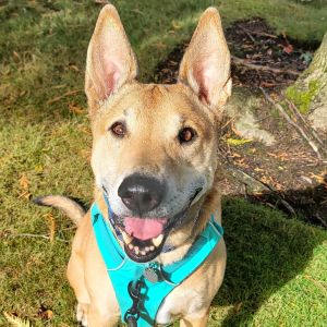 Bobby is our Staff Pick Animal Care and Adoption Specialist Peter says Bobby is a sweet special 