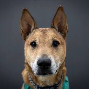 Bobby is our Staff Pick Animal Care and Adoption Specialist Peter says Bobby is a sweet special 