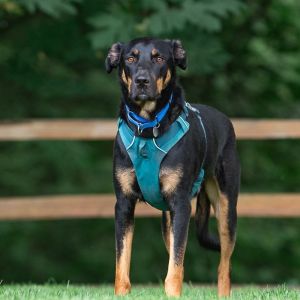 Koa is one sweet guy This handsome 4-year-old lab mix is ready for a fresh start Hes still learni