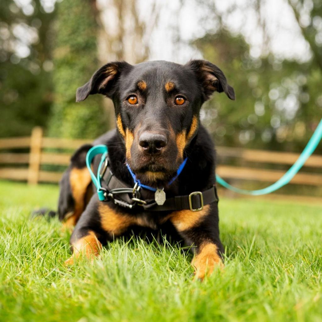 Koa