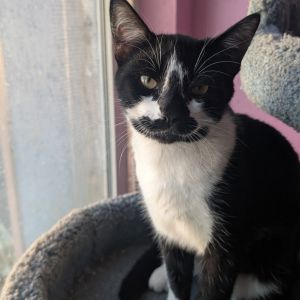 Meet Fife the ultimate cool cat with a laid-back vibe and a one-of-a-kind black