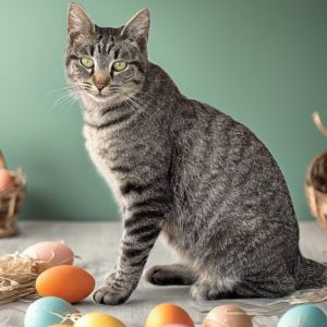 Tabitha Domestic Short Hair Cat