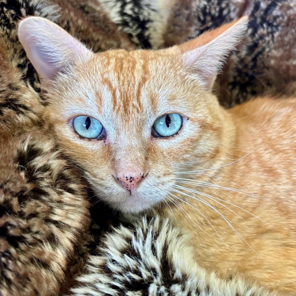 Pumpernickel