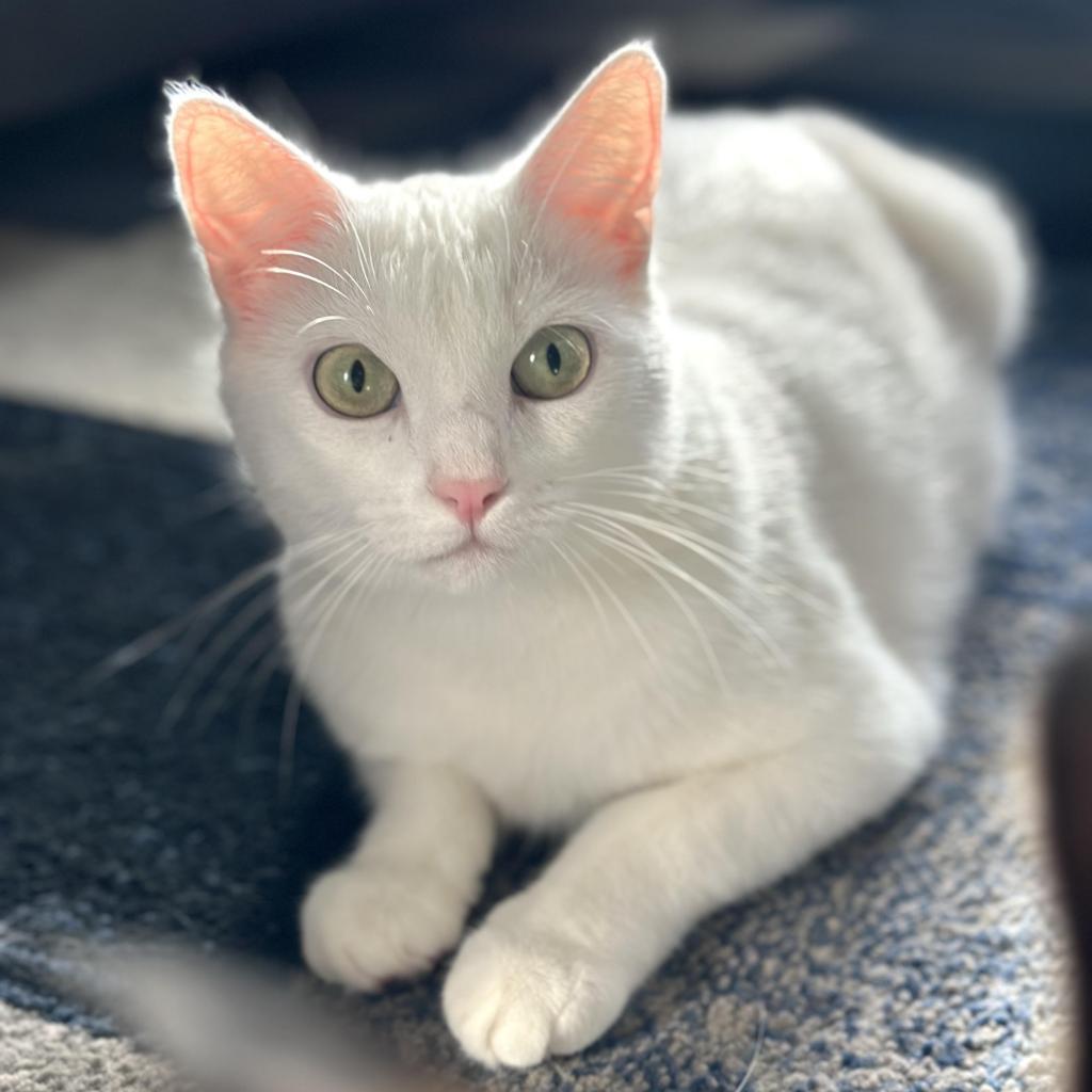 Elsa