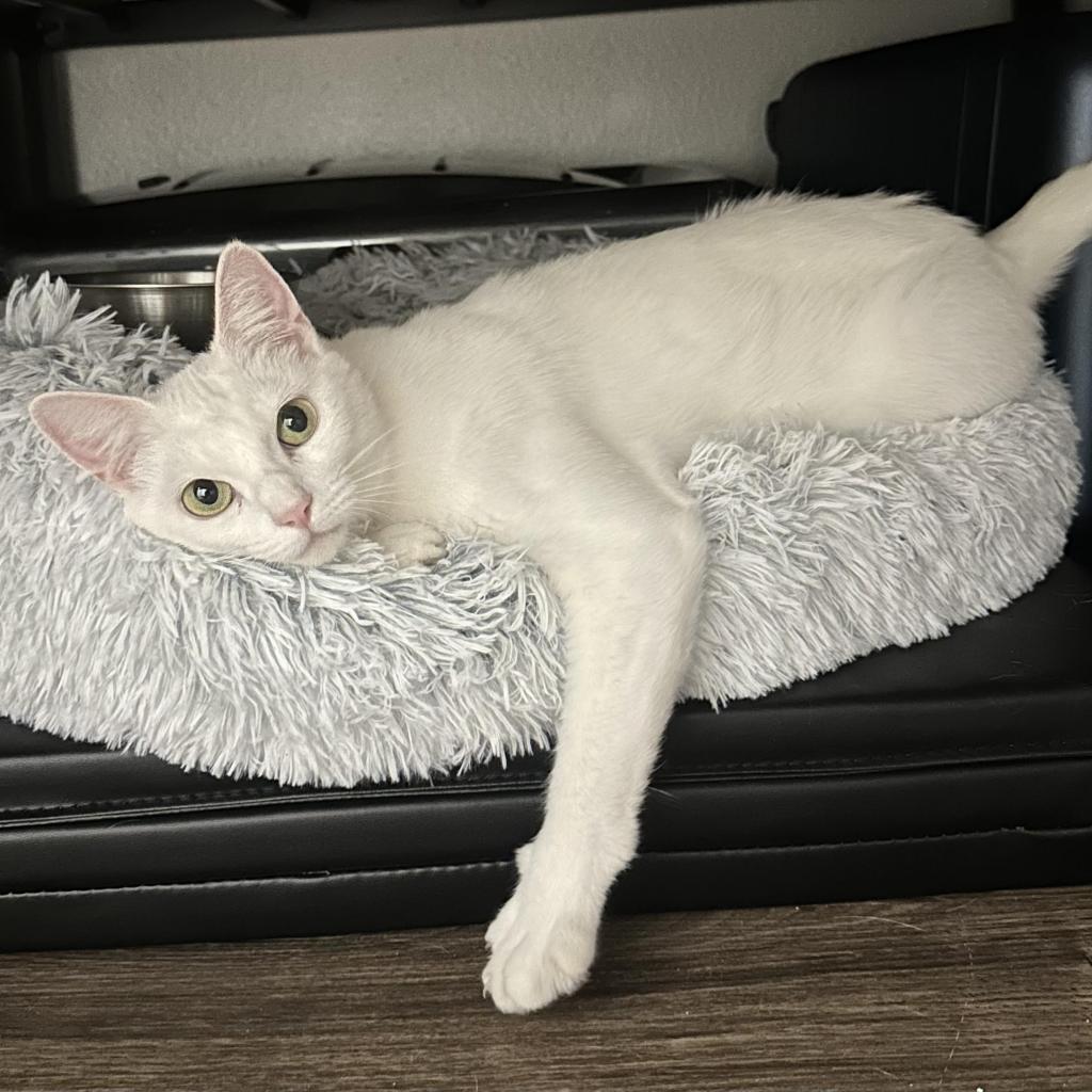 Elsa