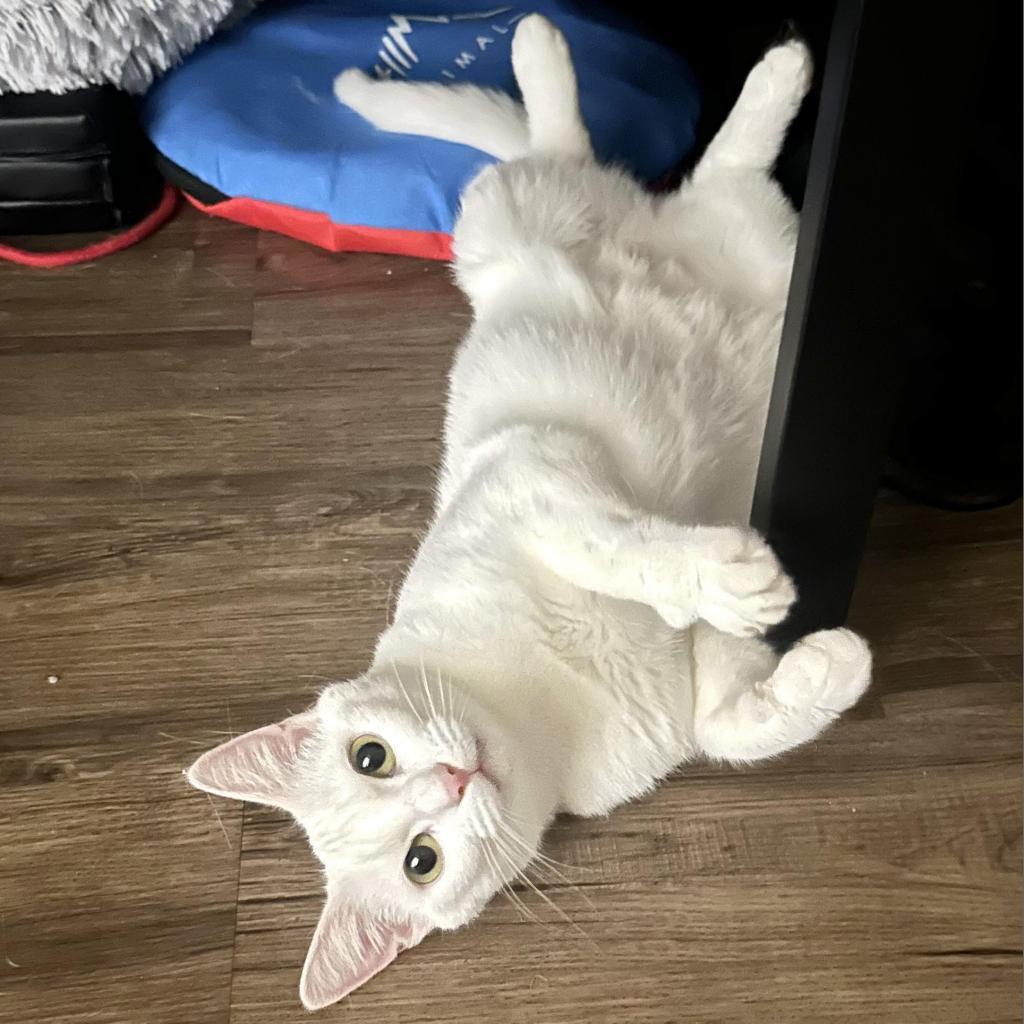 Elsa
