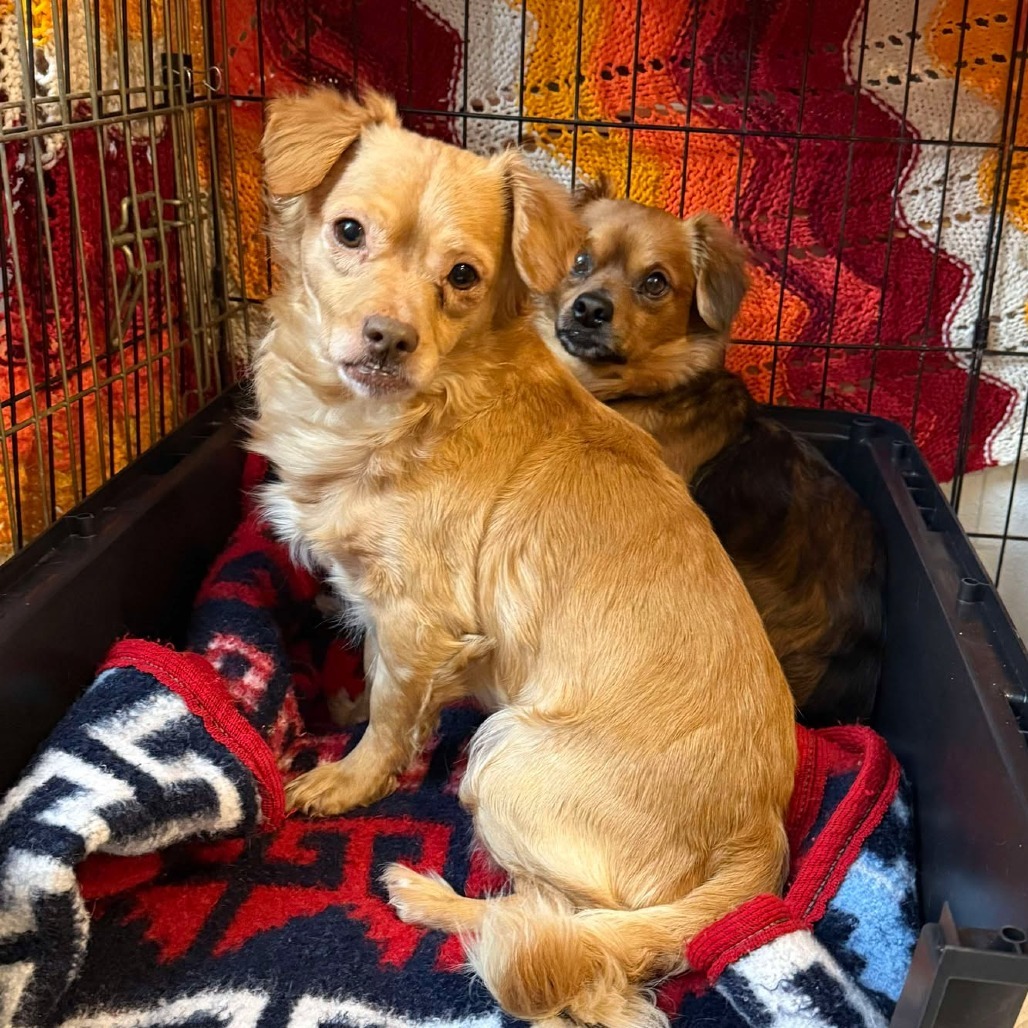 Bowie, an adoptable Chihuahua in Nampa, ID, 83686 | Photo Image 1