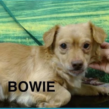 Bowie, an adoptable Chihuahua in Nampa, ID, 83686 | Photo Image 2
