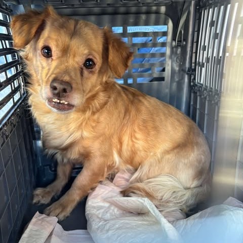 Bowie, an adoptable Chihuahua in Nampa, ID, 83686 | Photo Image 3