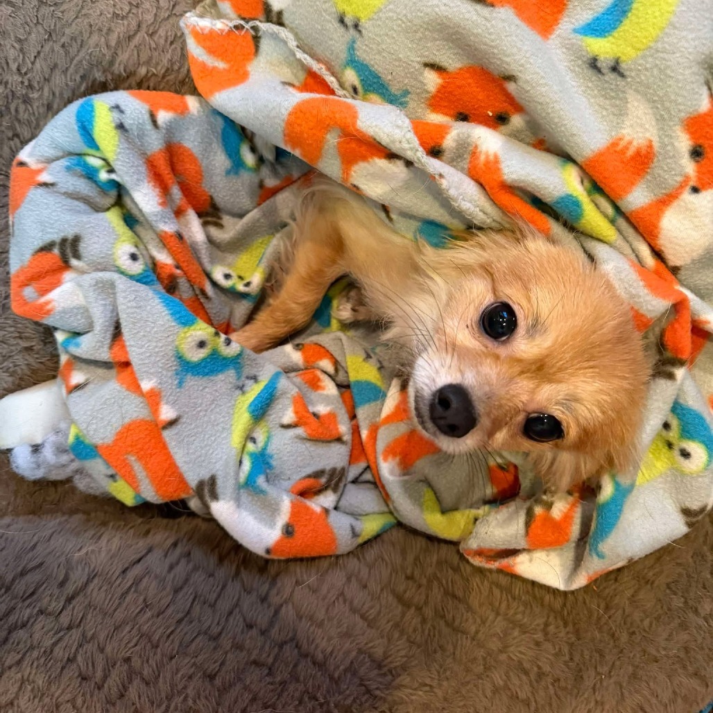 Bowie, an adoptable Chihuahua in Nampa, ID, 83686 | Photo Image 4