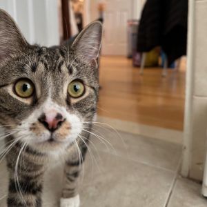 This cats adoption fee is 50 for the month of May Meet Spongebob Spongebob is a 1 yr -month-old 