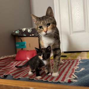 This cats adoption fee is 50 for the month of May What a pretty lil kitty Young sweet and peti