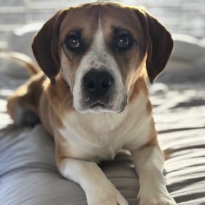Give a warm welcome to Prodigy a 3-year old 38-pound BeagleBoxer mix who is extremely affectionat