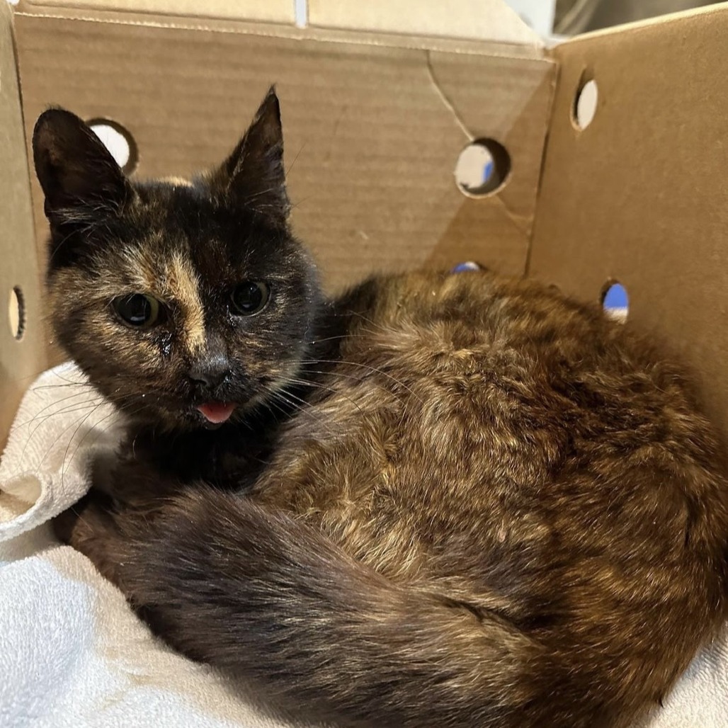 Maggie *Sponsored Adoption Fee*