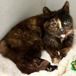 Maggie *Sponsored Adoption Fee*