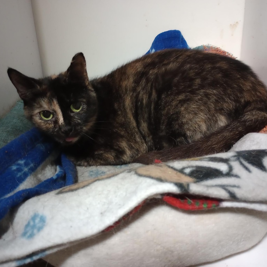 Maggie *Sponsored Adoption Fee*