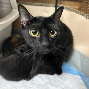 This cats adoption fee is 50 for the month of May Rather exotic-looking dont ya think Say hi t
