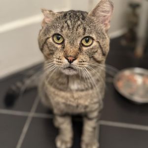 Say hello to Checkers an 8-year old 11-pound pussycat with gorgeous green eyes an absolutely perf