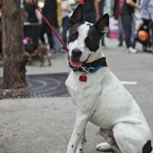 Meet Duran 2 years old  42 lbs  Heeler Mix  Certified Good Boy Looking for a sidekick whos