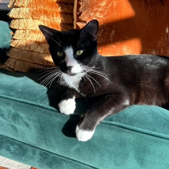 Oreo