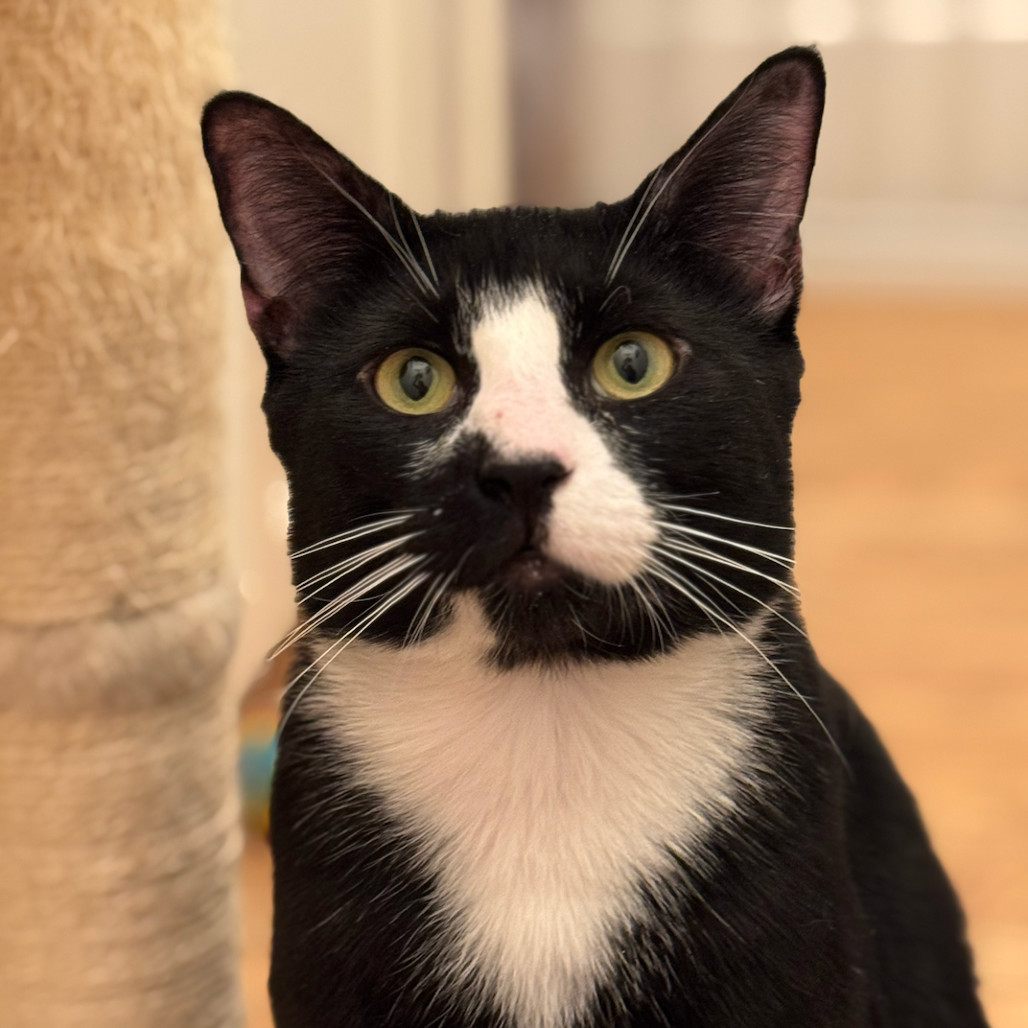 Oreo