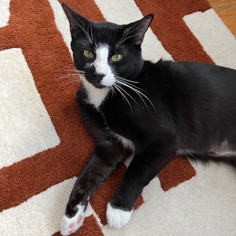 Oreo