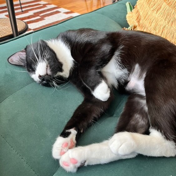 Oreo