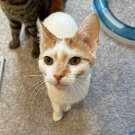 Chokeberry *Sponsored Adoption Fee*