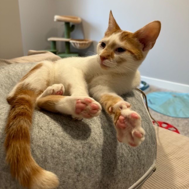 Chokeberry *Sponsored Adoption Fee*