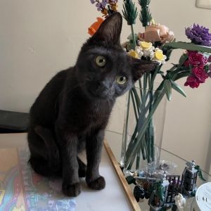 Say meow to Pyat a stunning g 10-month old 6-pound as of 520 pure-black female Bombay kitten w