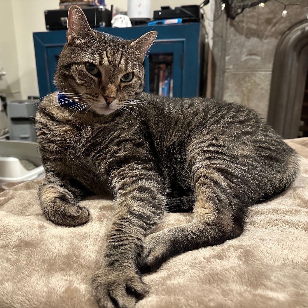Clover *Sponsored Adoption Fee*