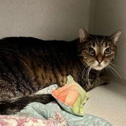 Clover *Sponsored Adoption Fee*