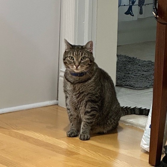 Clover *Sponsored Adoption Fee*