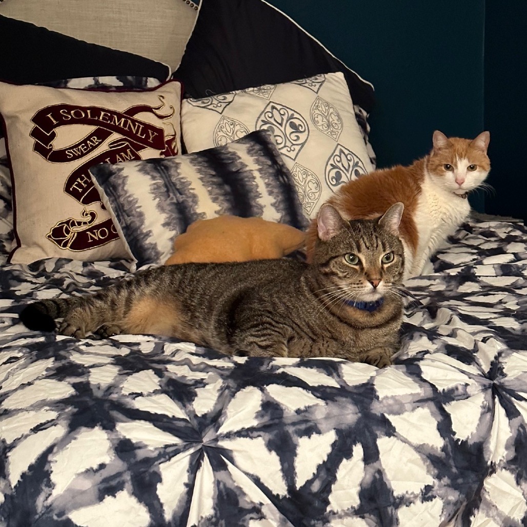 Clover *Sponsored Adoption Fee*